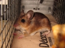 Capturer une souris