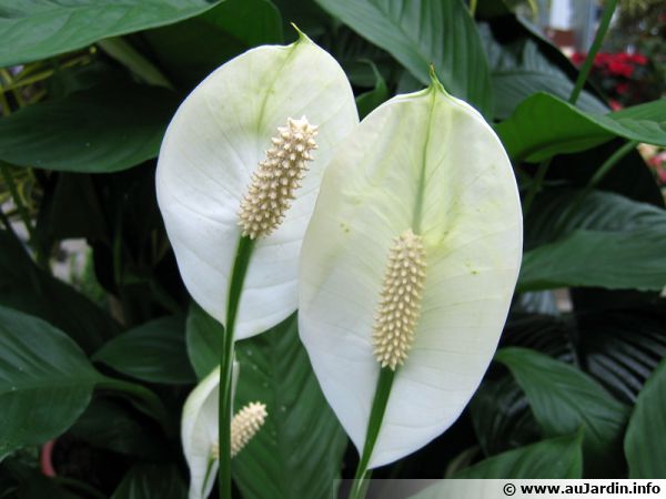 plante dépolluante fleur blanche)