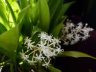 Muguet chinois, Speirantha convallarioides