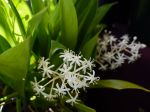 Muguet chinois, Speirantha convallarioides Muguet chinois, Speirantha convallarioides