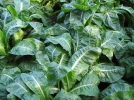Des l�gumes m�me en hiver