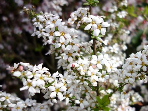 Image of Spiraea thunbergii silhouette