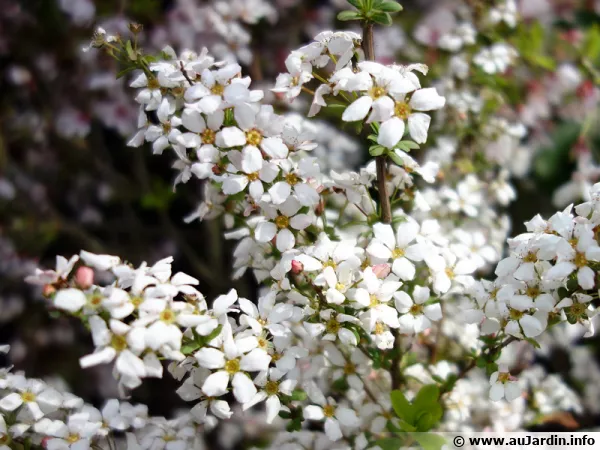 Spire de Thunberg, Spiraea thunbergii 'Fujino Pink'
