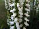Spiranthe odorante, Spiranthes cernua