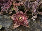 Cactus toile de mer, Orbea variegata