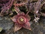 Cactus étoile de mer, Orbea variegata