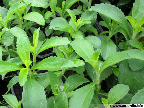 Plants de stévia