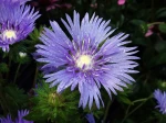 Aster de Chine, Bleuet de Stoke, Bleuet d'Am�rique, Stokesia laevis 'Mels Blue'
