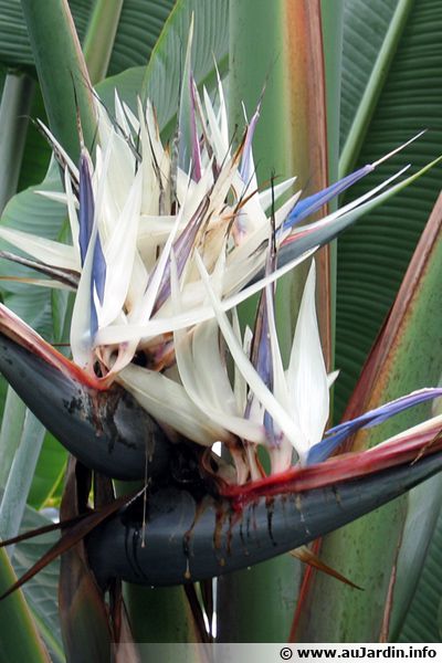 Oiseau Du Paradis Blanc