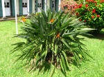 Oiseau de paradis, Strelitzia reginae