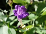 Strobilanthe � fleurs de penstemon, Strobilanthes penstemonoides