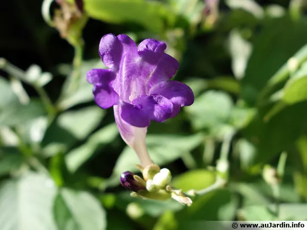 Strobilanthe à fleurs de penstemon, Strobilanthes penstemonoides