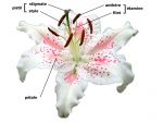 La structure d'une fleur