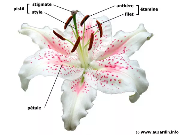 La structure d'une fleur de lis