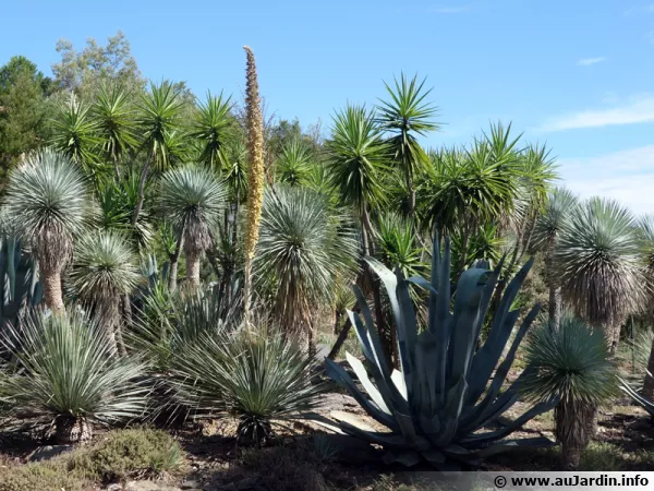Dans le var les succulentes se développent au centre des ronds points ! Agaves, cordyline, dasylirion, yucca, etc...