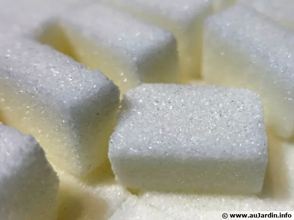 Morceaux de sucre
