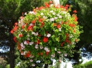 Des fleurs pour les suspensions