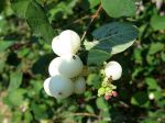Symphorine blanche, Symphorine commune, Arbre aux perles, Symphoricarpos albus Symphorine blanche, Symphorine commune, Arbre aux perles, Symphoricarpos albus
