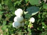 Symphorine blanche, Symphorine commune, Arbre aux perles, Symphoricarpos albus