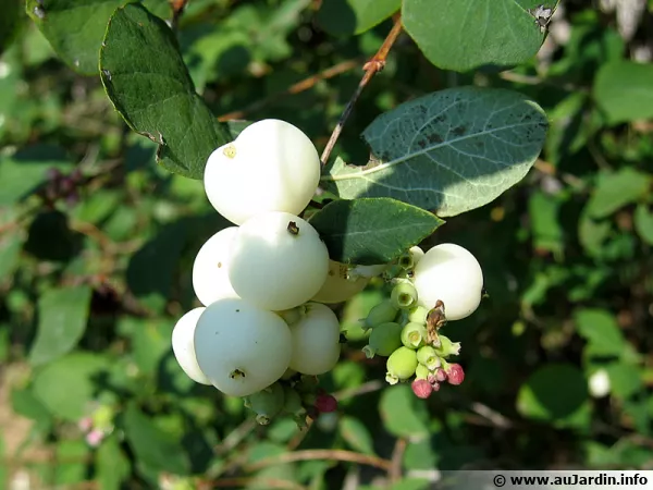 Symphorine blanche, Symphorine commune, Arbre aux perles, Symphoricarpos albus