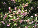 Symphorine rose, Arbre  perles roses, Symphorine de Doorenbos, Symphoricarpos x doorenbosii