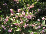 Symphorine rose Mother of Pearl, Symphoricarpos x doorenbosii 'Mother of Pearl'