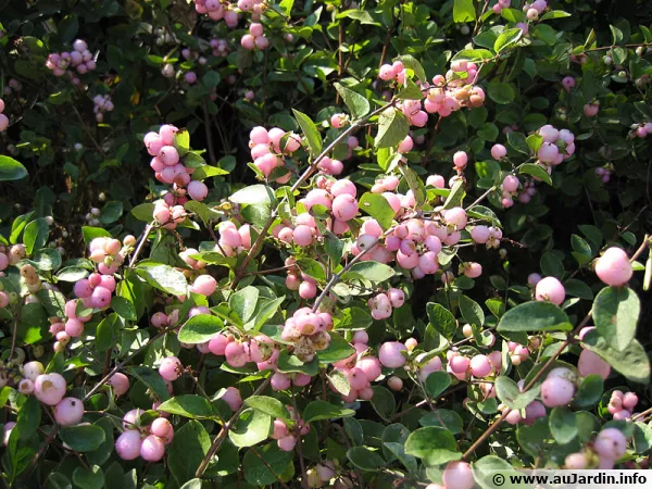Symphorine rose Mother of Pearl, Symphoricarpos x doorenbosii 'Mother of Pearl'