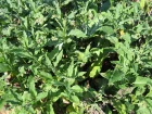 Consoude officinale, Grande consoude, Symphytum officinale