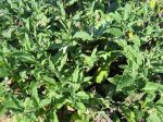 Grande consoude, Symphytum officinale