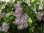 Lilas  petites feuilles, Syringa microphylla
