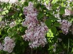 Lilas à petites feuilles, Syringa microphylla parfume le jardin au printemps