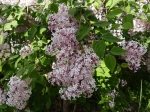 Lilas � petites feuilles, Syringa microphylla parfume le jardin au printemps