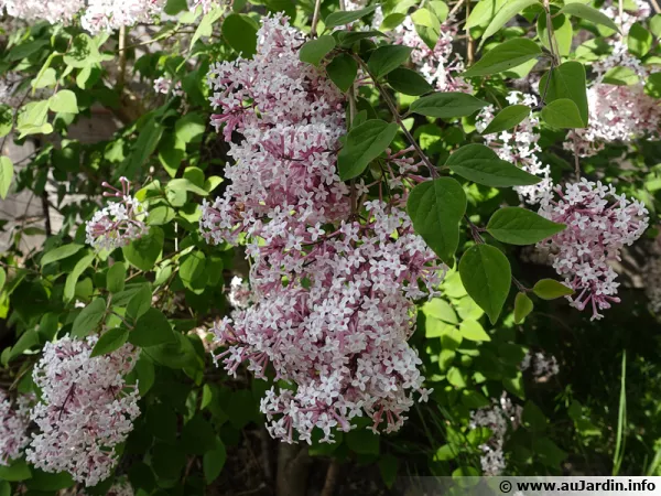 Lilas  petites feuilles, Syringa microphylla parfume le jardin au printemps