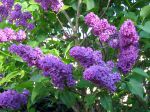 Lilas commun, Syringa vulgaris Lilas commun, Syringa vulgaris