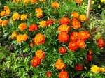 Oeillet d'Inde, Tagetes patula