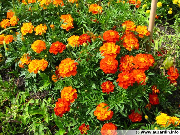 oeillet-d-inde-tagetes-patula-planter-cultiver-multiplier