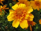Oeillet d'Inde, Tagetes patula