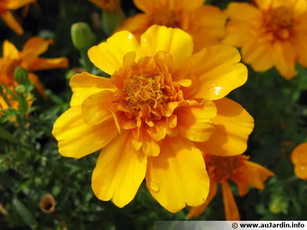 Fleur d'oeillet d'Inde, Tagetes patula