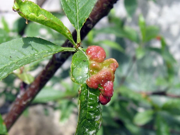 Vos trucs pour le jardin fruitier