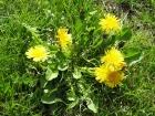 Pissenlit, Taraxacum officinale