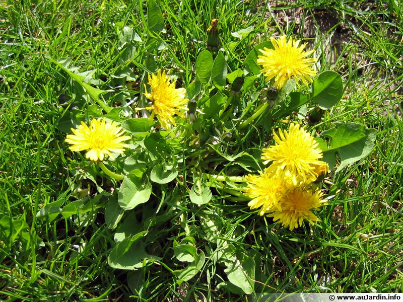 Pissenlit, Dent de Lion planter, cultiver, récolter