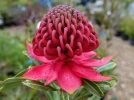 Waratah de Nouvelle Galles du Sud, Telopea speciosissima