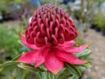 Waratah de Nouvelle Galles du Sud, Telopea speciosissima