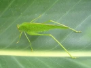 La grande sauterelle verte, utile au jardinier