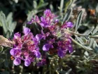Germandre d'Ackerman,Teucrium ackermanii