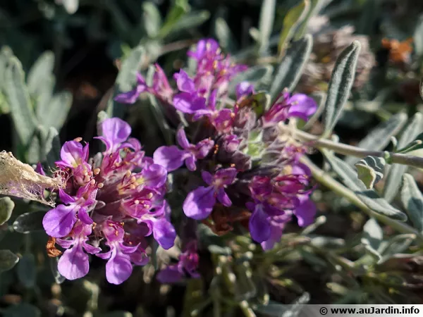Germandrée d'Ackerman,Teucrium ackermanii