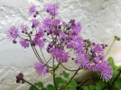 Pigamon � feuilles d'ancolie, Colombine panach�e, Colombine plumeuse, Thalictrum aquilegifolium