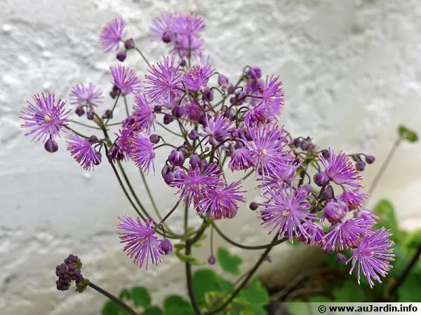 Pigamon à feuilles d'ancolie, Colombine panachée, Colombine plumeuse, Thalictrum aquilegifolium