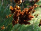 Restio, Thamnochortus insignis