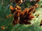 Restio, Thamnochortus insignis